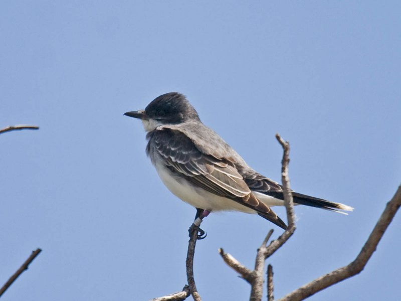 Eastern Kingbird