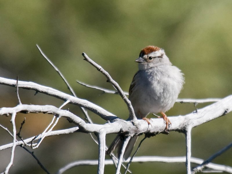 Chipping Sparrow