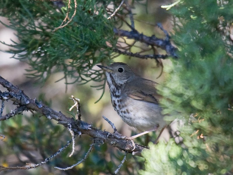 Hermit Thrush