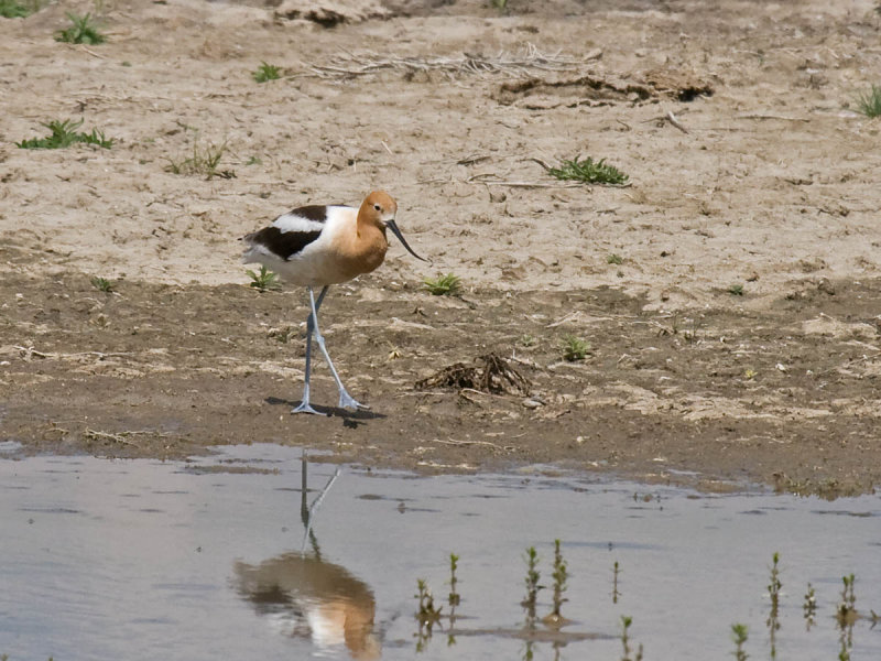 American Avocet