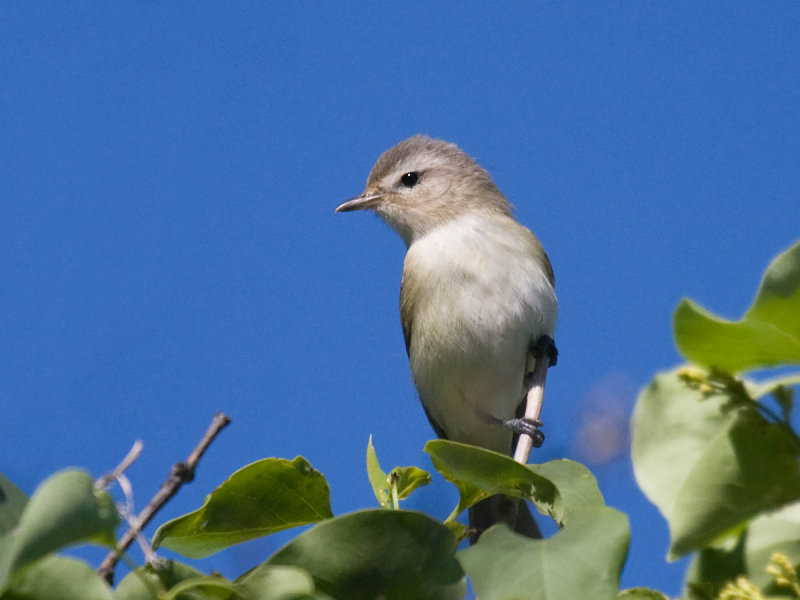 Warbling Vireo