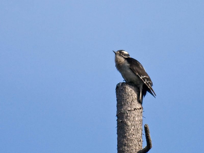 Downy Woodpecker