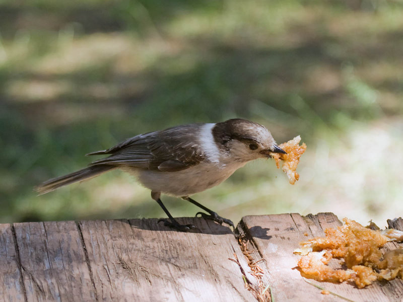 Gray Jay