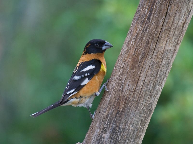 Black-headed Grosbeak