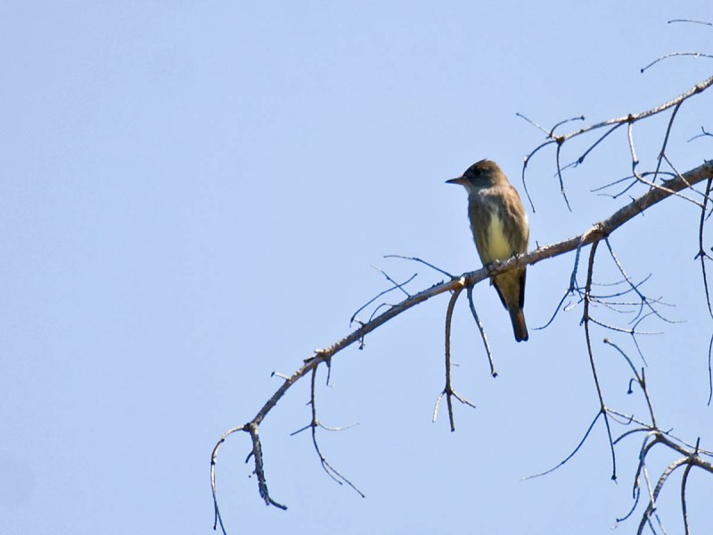 Olive-sided Flycatcher