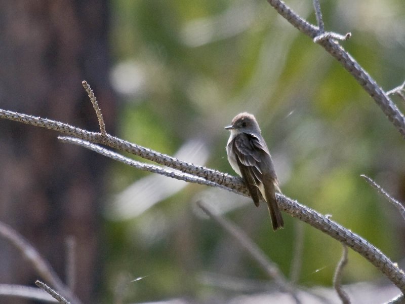 Willow Flycatcher