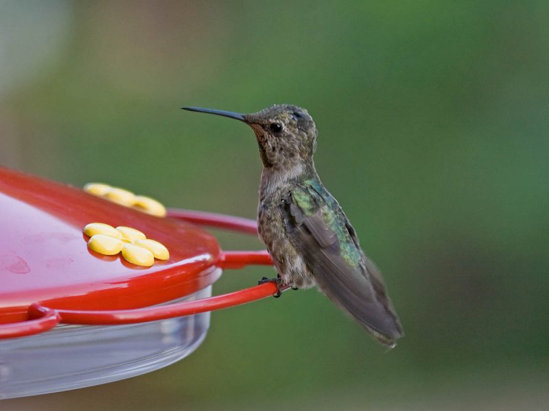 Annas Hummingbird