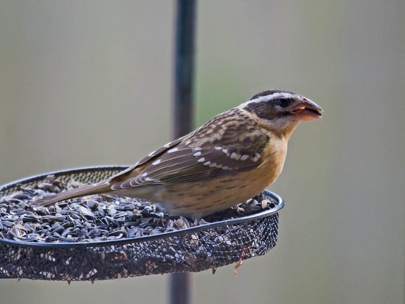 Black-headed Grosbeak