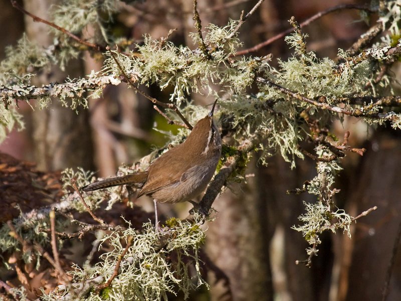 Bewicks Wren