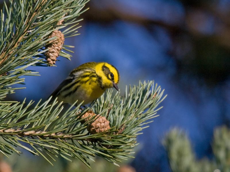 Townsends Warbler