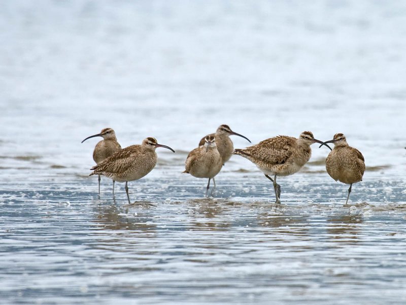 Whimbrel