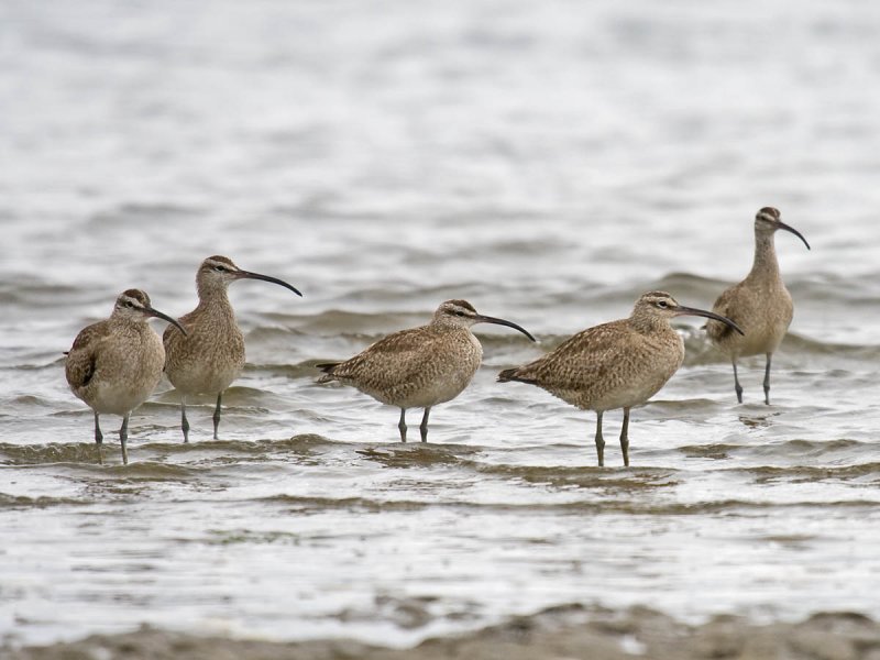 Whimbrel