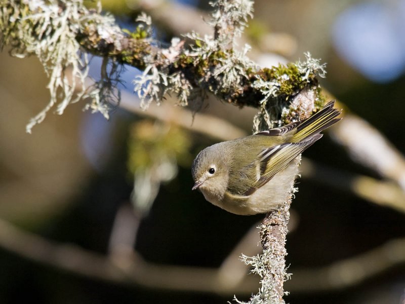 Ruby-crowned Kinglet