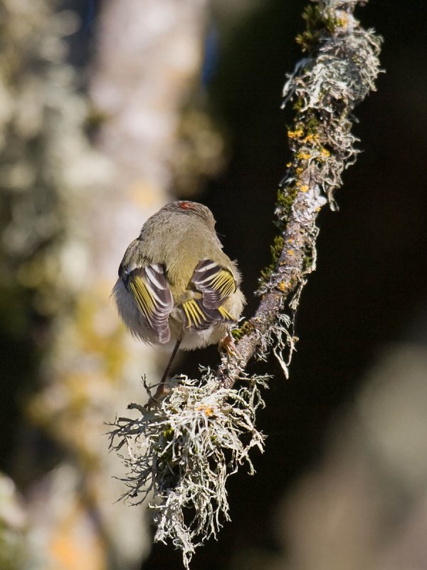 Ruby-crowned Kinglet