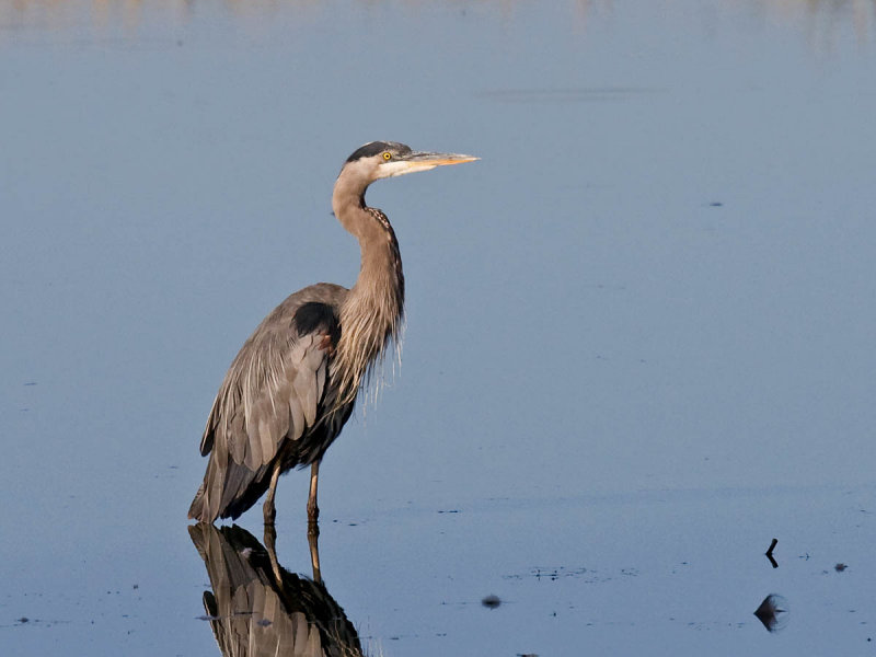 Great Blue Heron