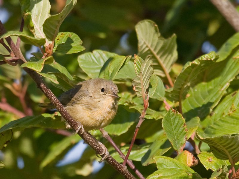 Common Yellowthroat