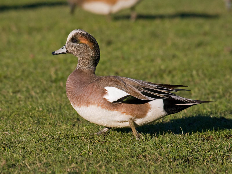 American Wigeon