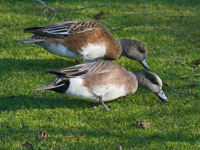 American Wigeon