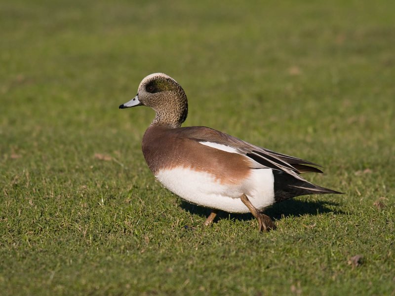 American Wigeon
