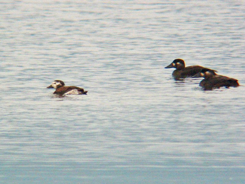 Long-tailed Duck and Surf Scoter