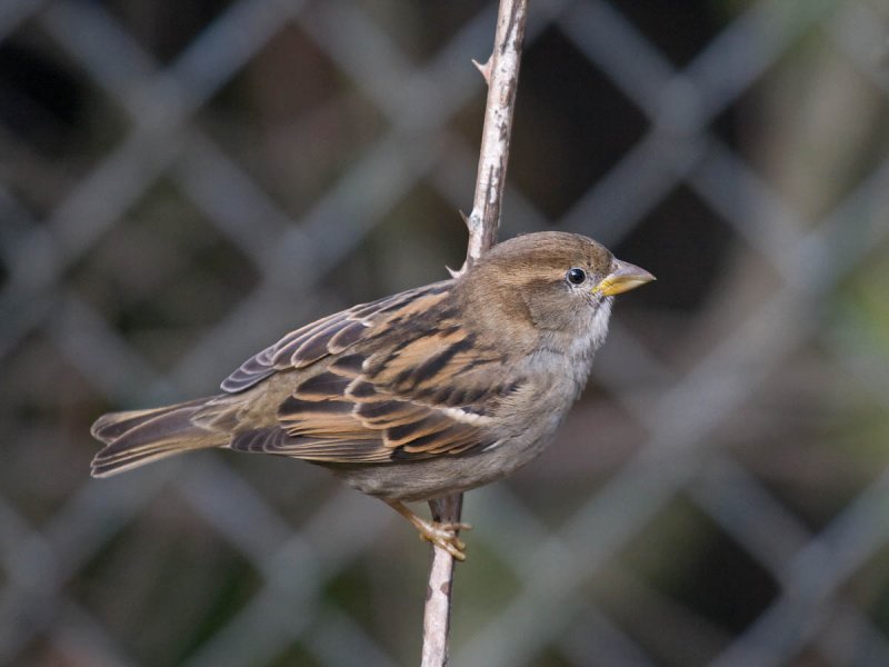 House Sparrow