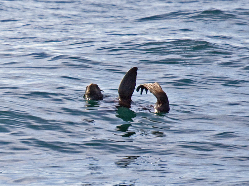 Northern Fur Seal