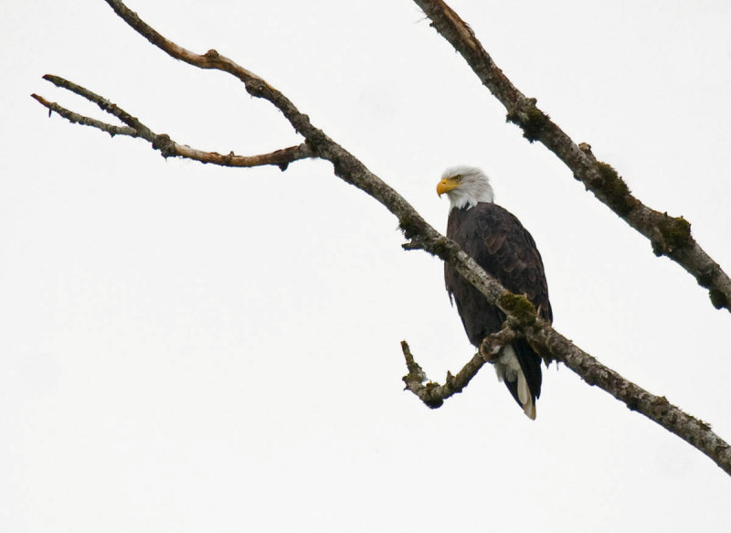 Bald Eagle