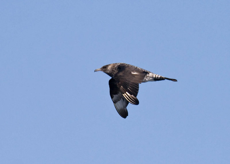 Pomarine Jaeger