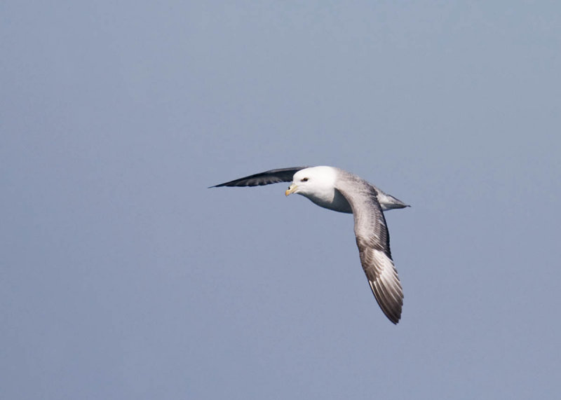 Northern Fulmar