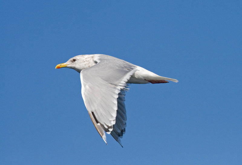 Thayers Gull