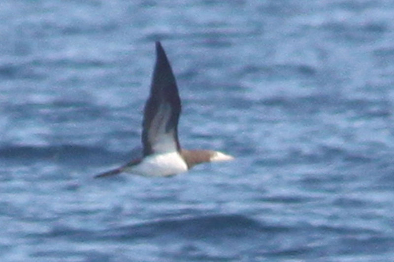 Brown Booby