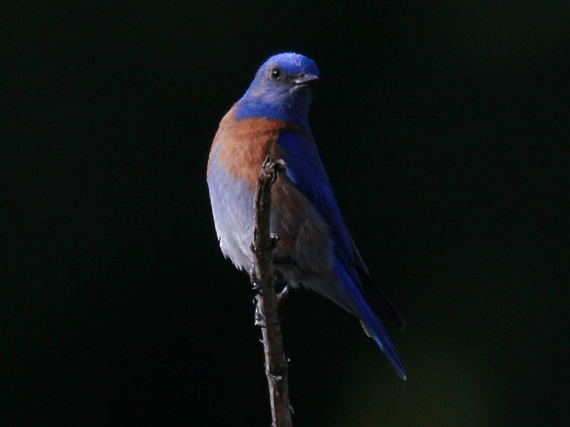 Western Bluebird