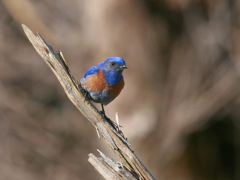 Western Bluebird