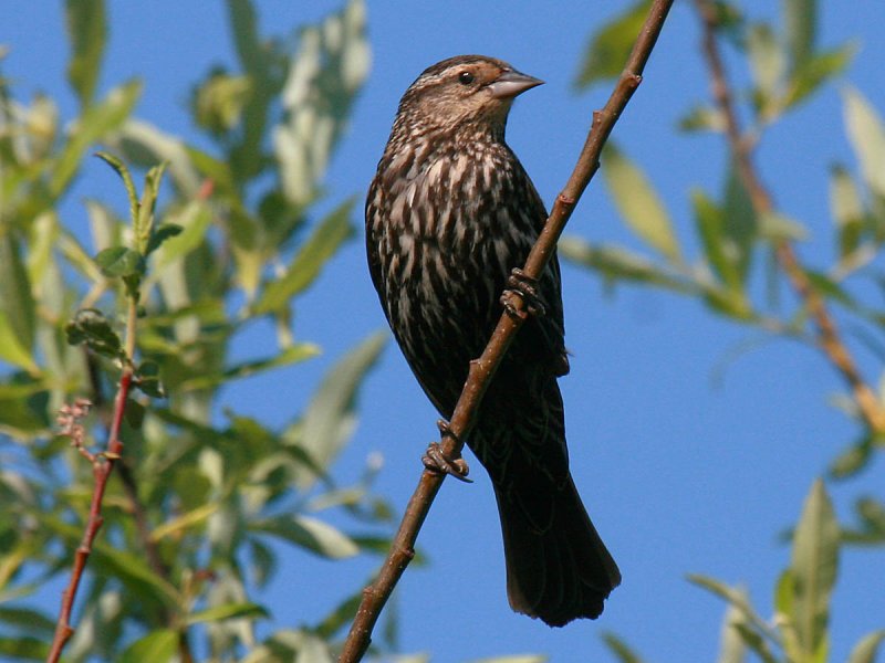 Red-winged Blackbird