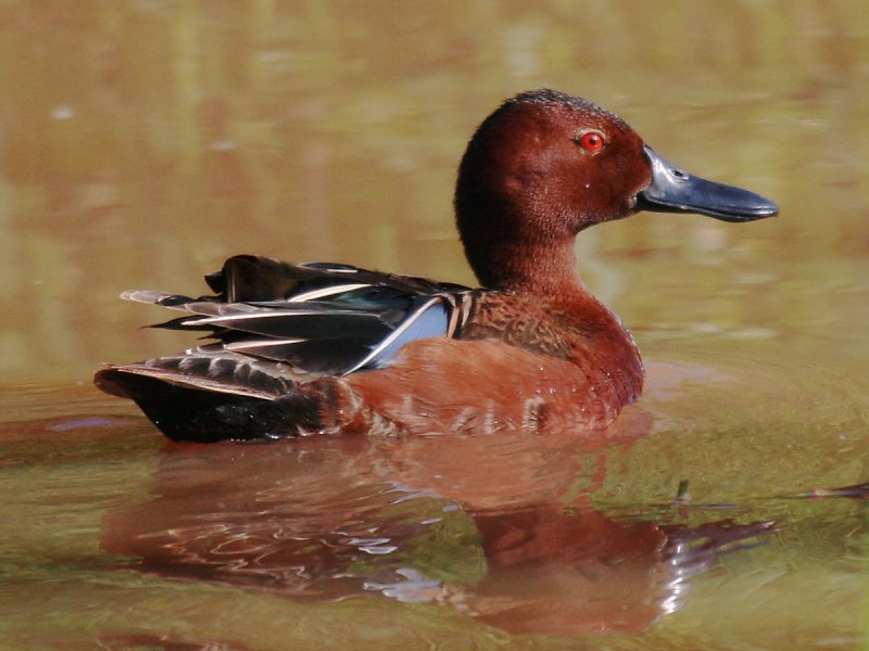 Cinnamon Teal