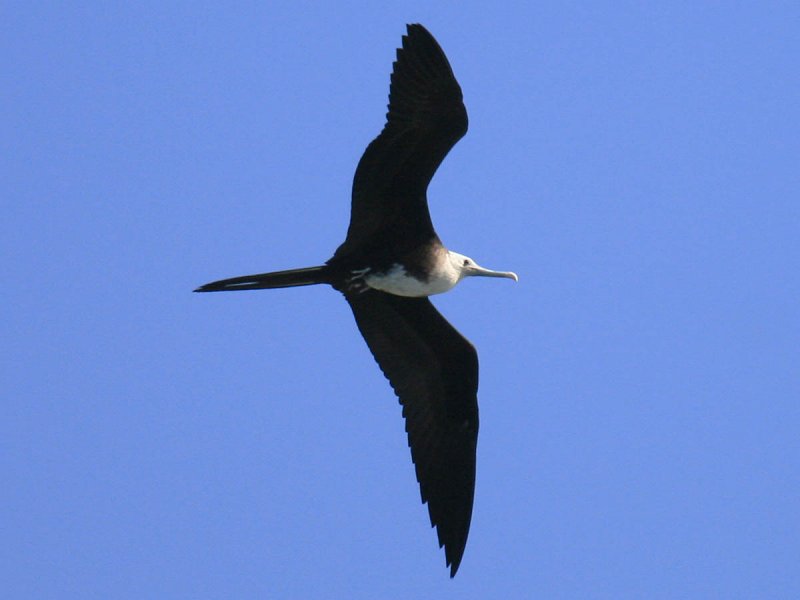 Magnificent Frigatebird