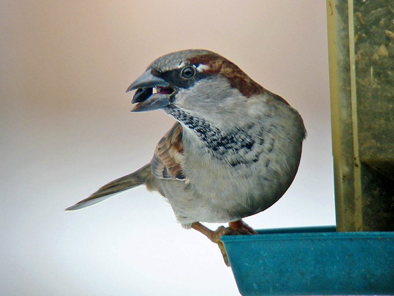 House Sparrow