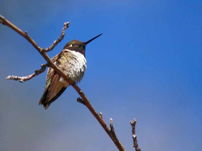 Black-chinned Hummingbird