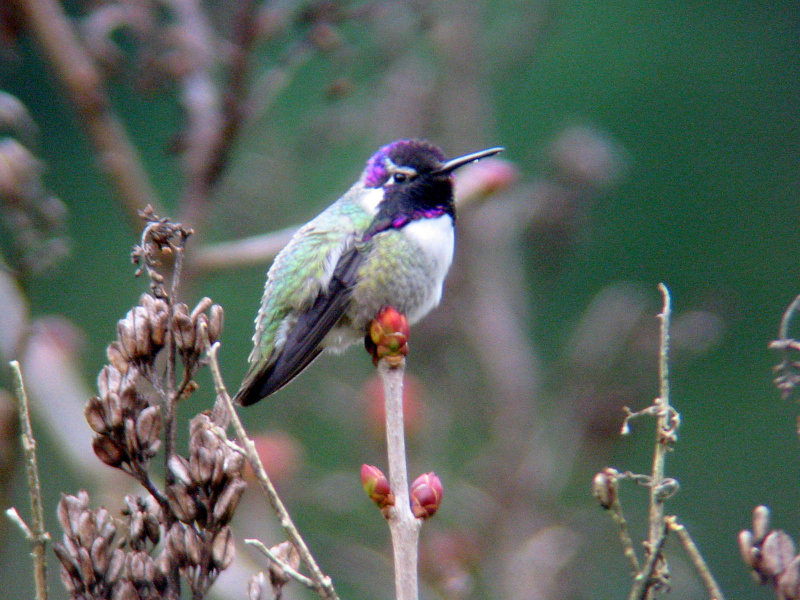 Costas Hummingbird