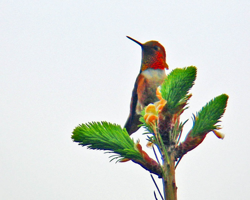 Rufous Hummingbird