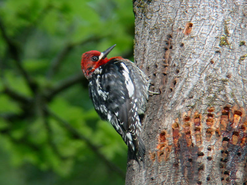 Red-breasted Sapsucker