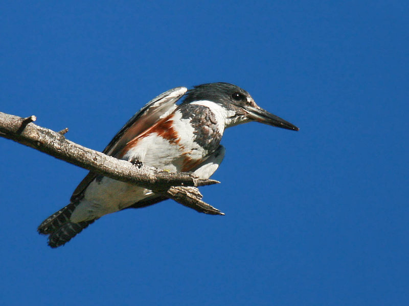 Belted Kingfisher