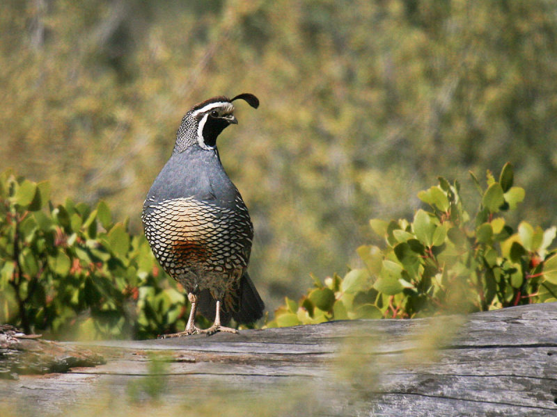 California Quail