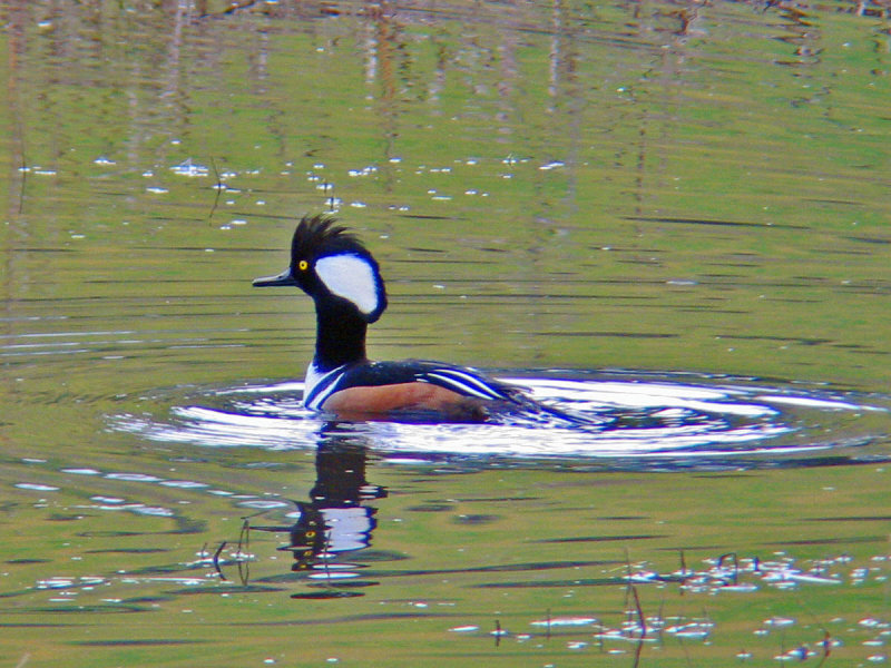 Hooded Merganser