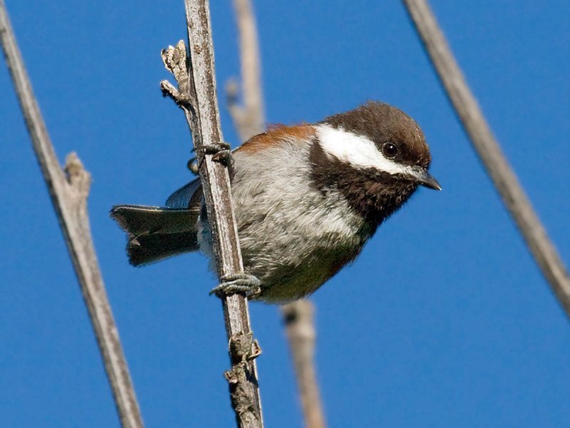 Chestnut-backed Chickadee