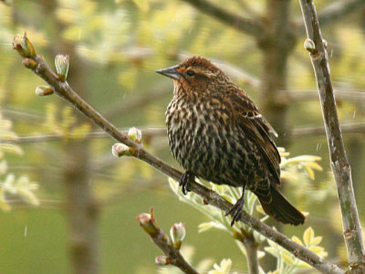 Red-winged Blackbird