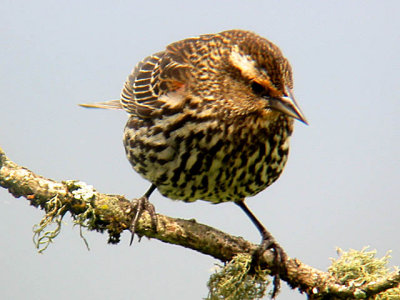 Red-winged Blackbird