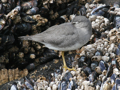 Wandering Tattler