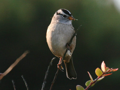 White-crowned Sparrow