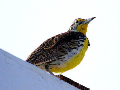 Western Meadowlark